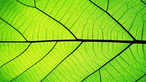 Green leaf texture.